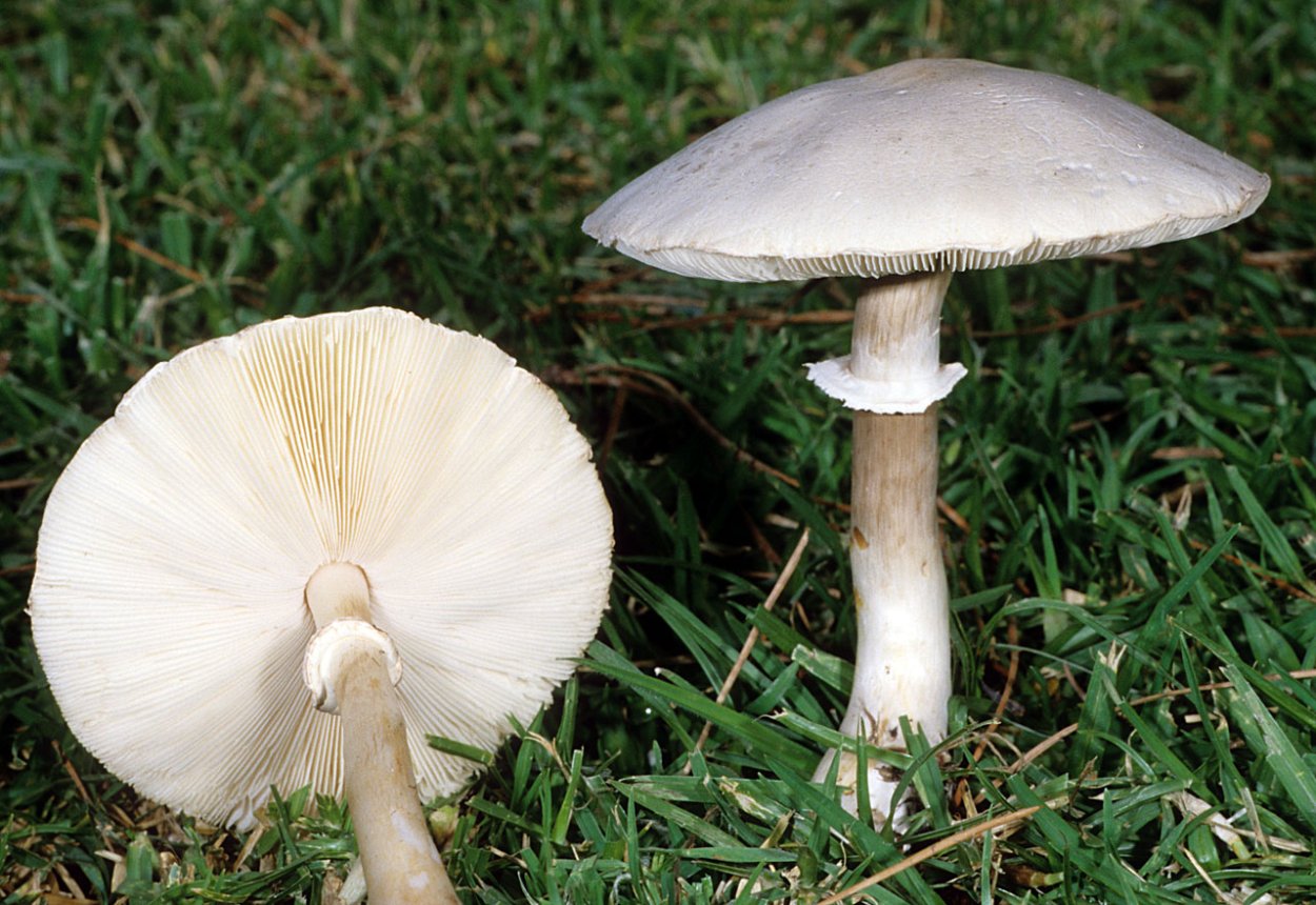 Белошампиньон длиннокорневой