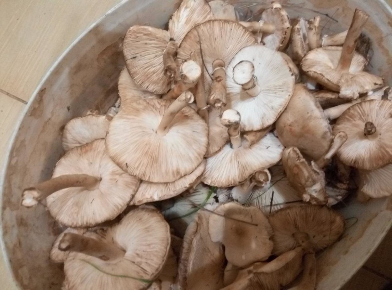 Белошампиньон длиннокорневой