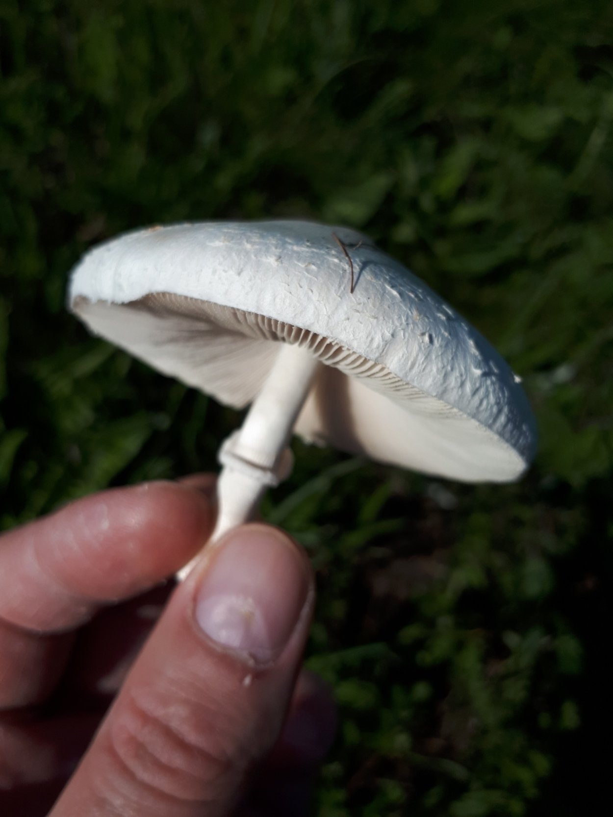 Лепиота краснопластинчатая