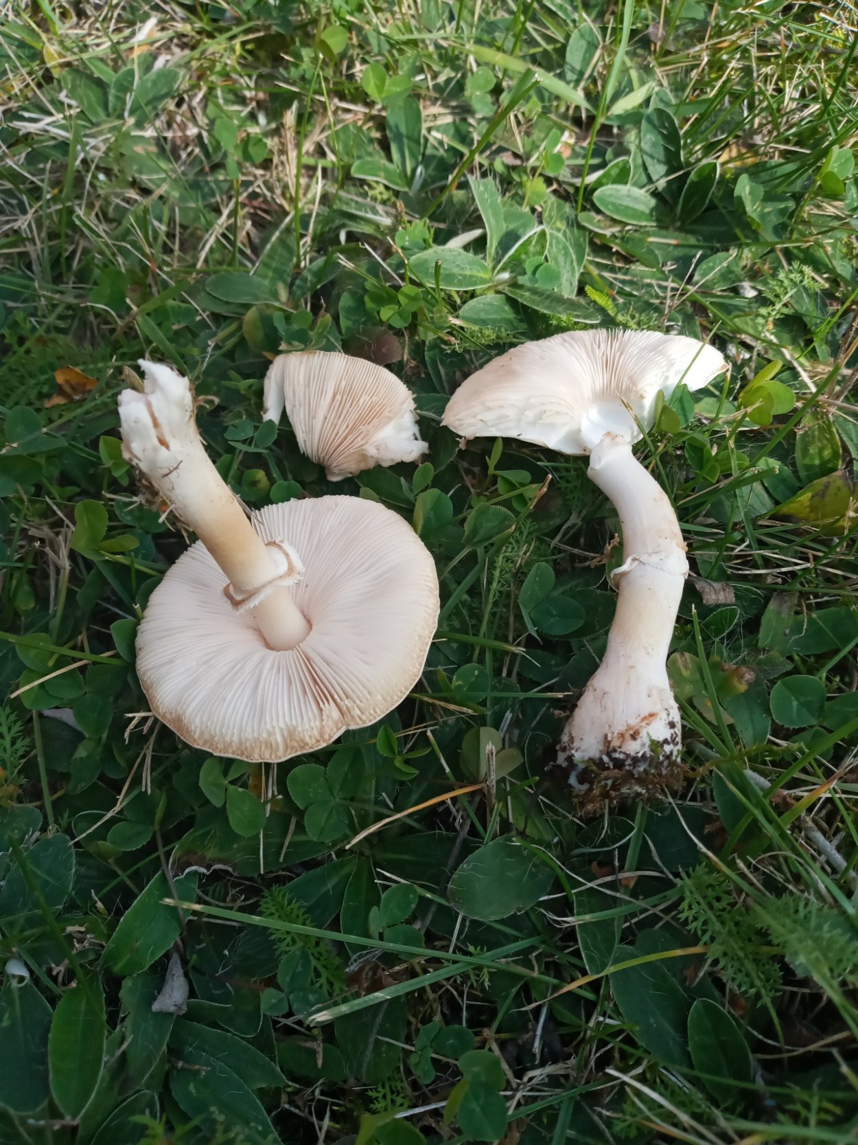 Лепиота краснопластинчатая