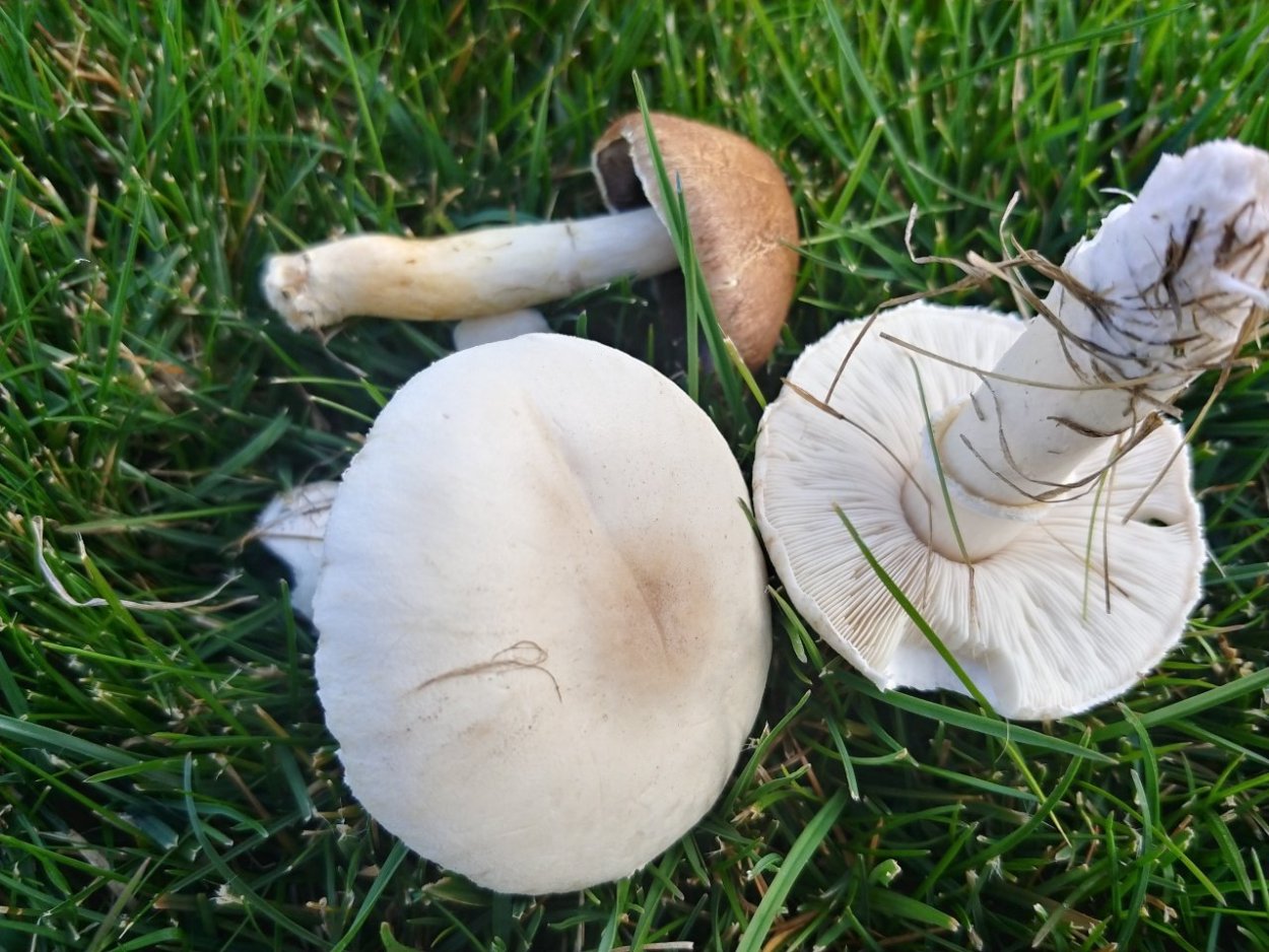 Белошампиньон краснопластинчатый (Leucoagaricus Leucothites)