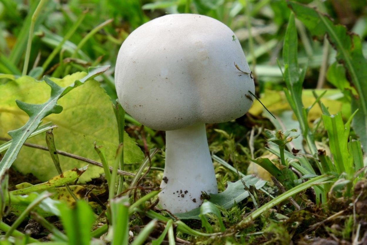 Белошампиньон краснопластинчатый