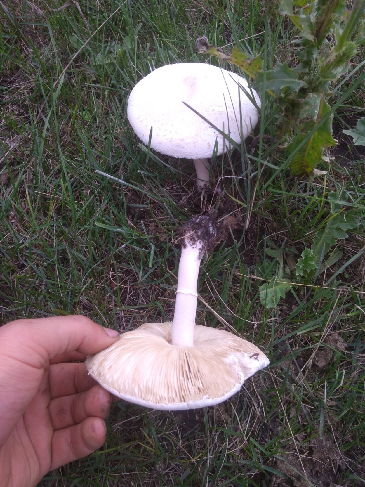 Белошампиньон краснопластинчатый