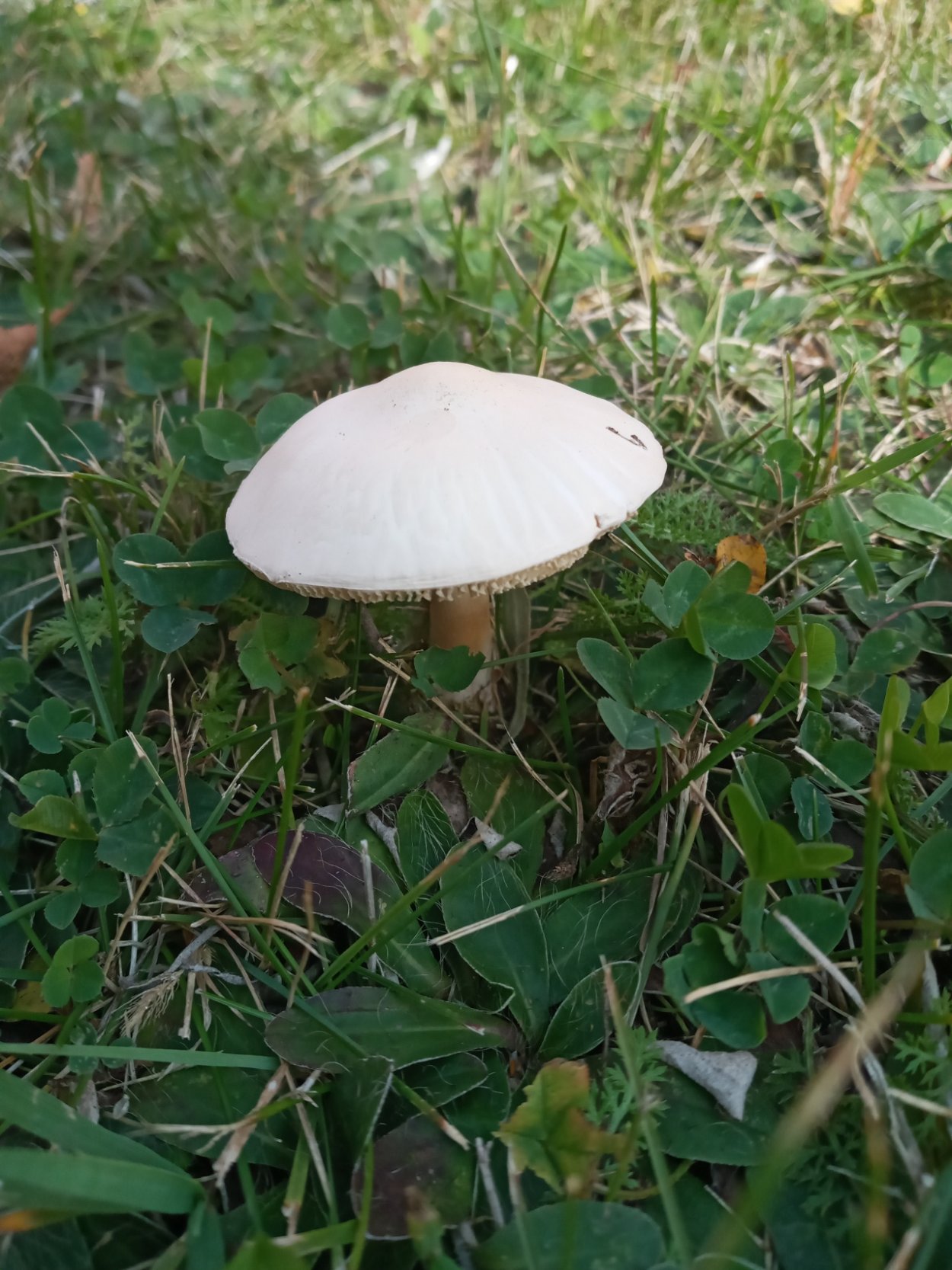 Leucoagaricus irinellus