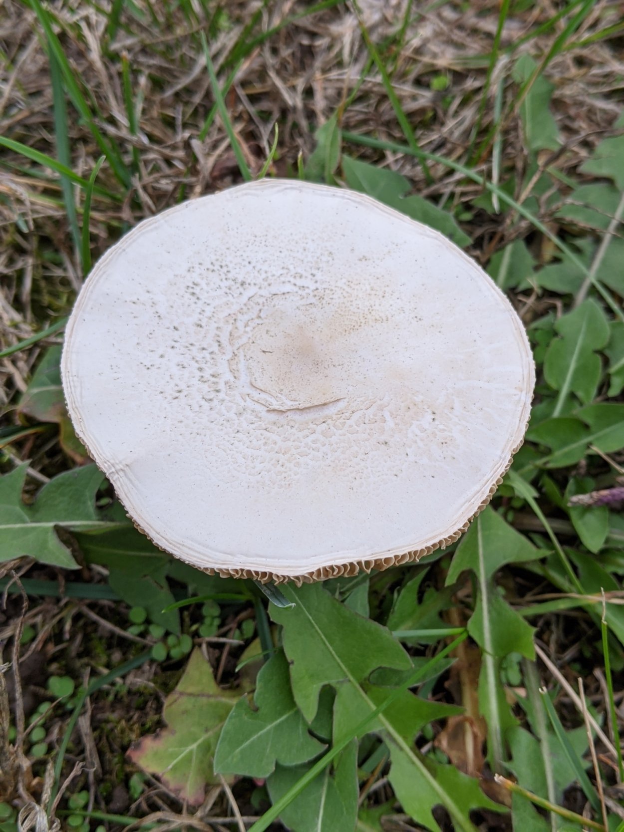 Белошампиньон Прибрежный