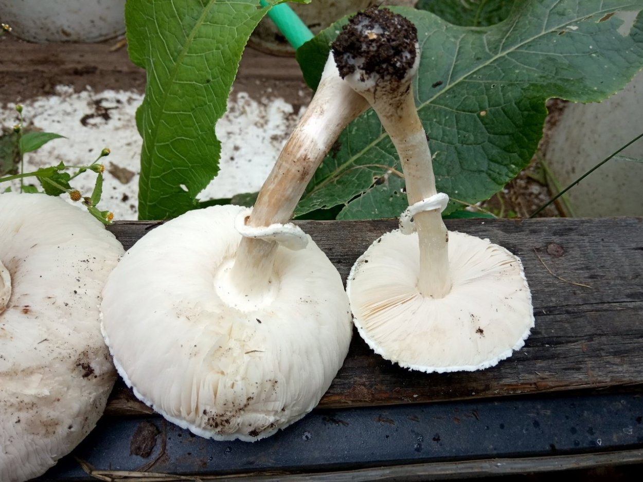 Гриб лепиота краснопластинчатая