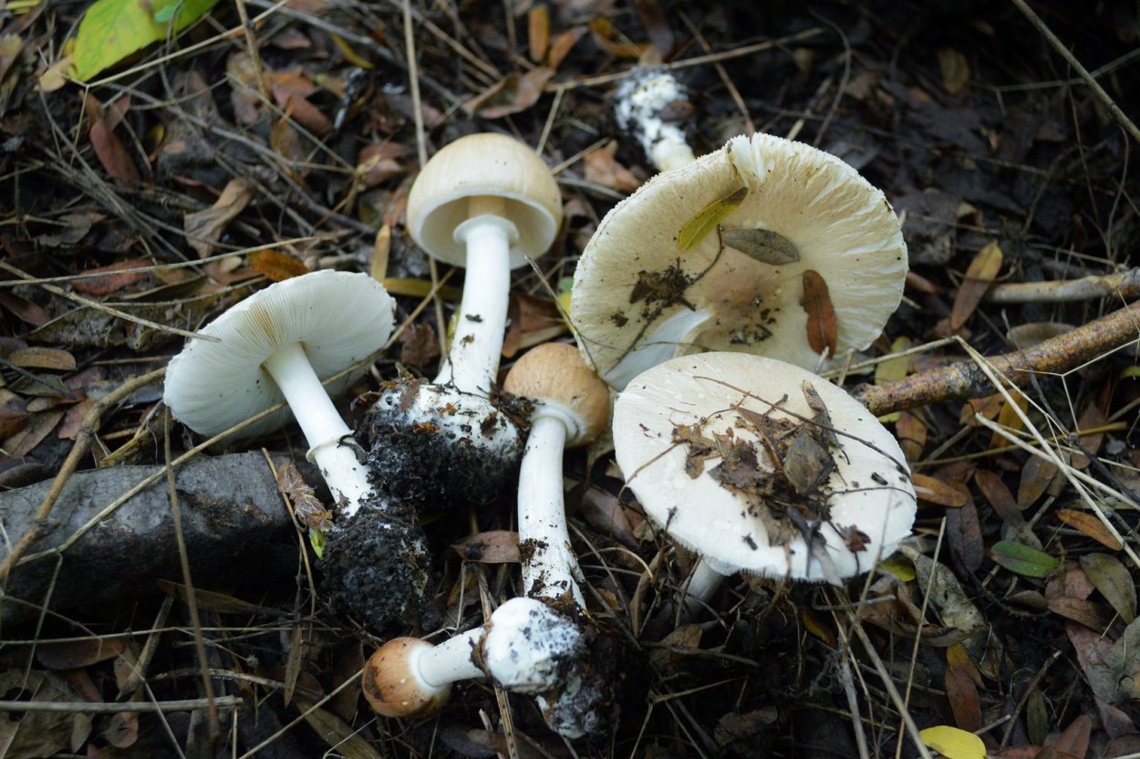 Шампиньон Кривой (Agaricus abruptibulbus)