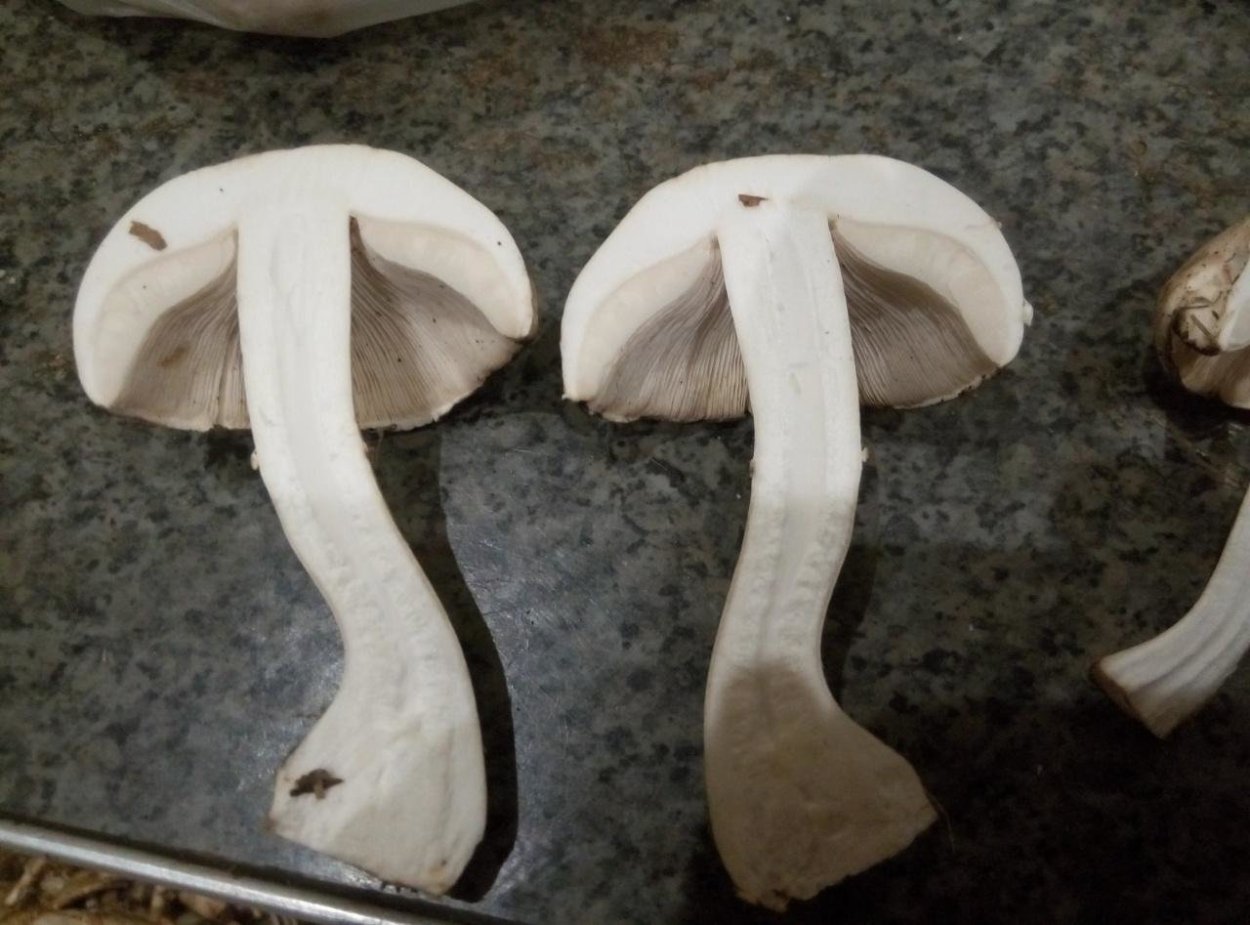 Белошампиньон длиннокорневой