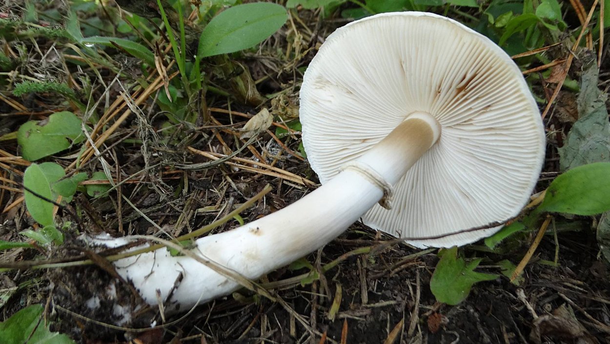 Шампиньон полевой Agaricus arvensis