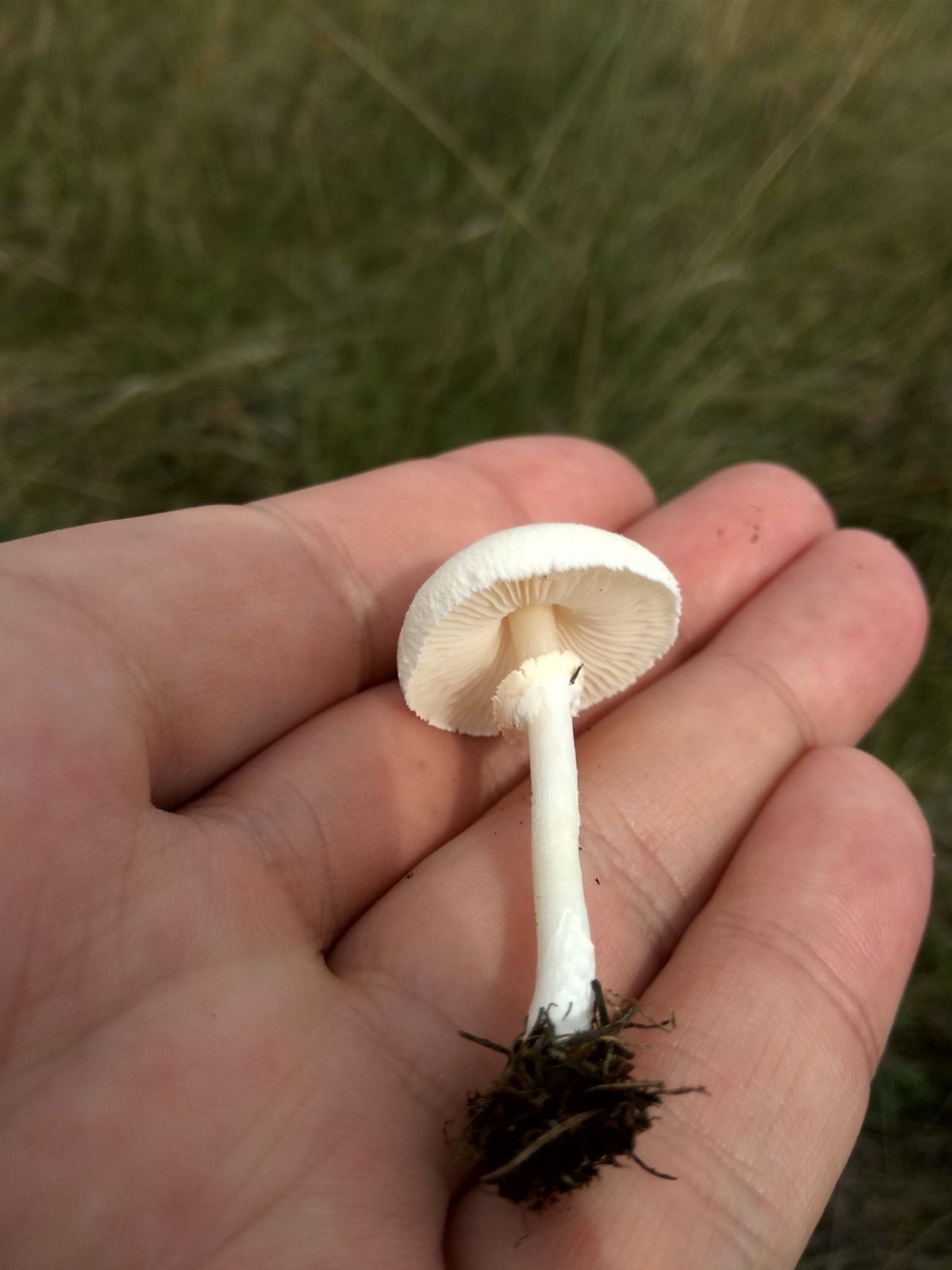 Гриб лепиота краснопластинчатая