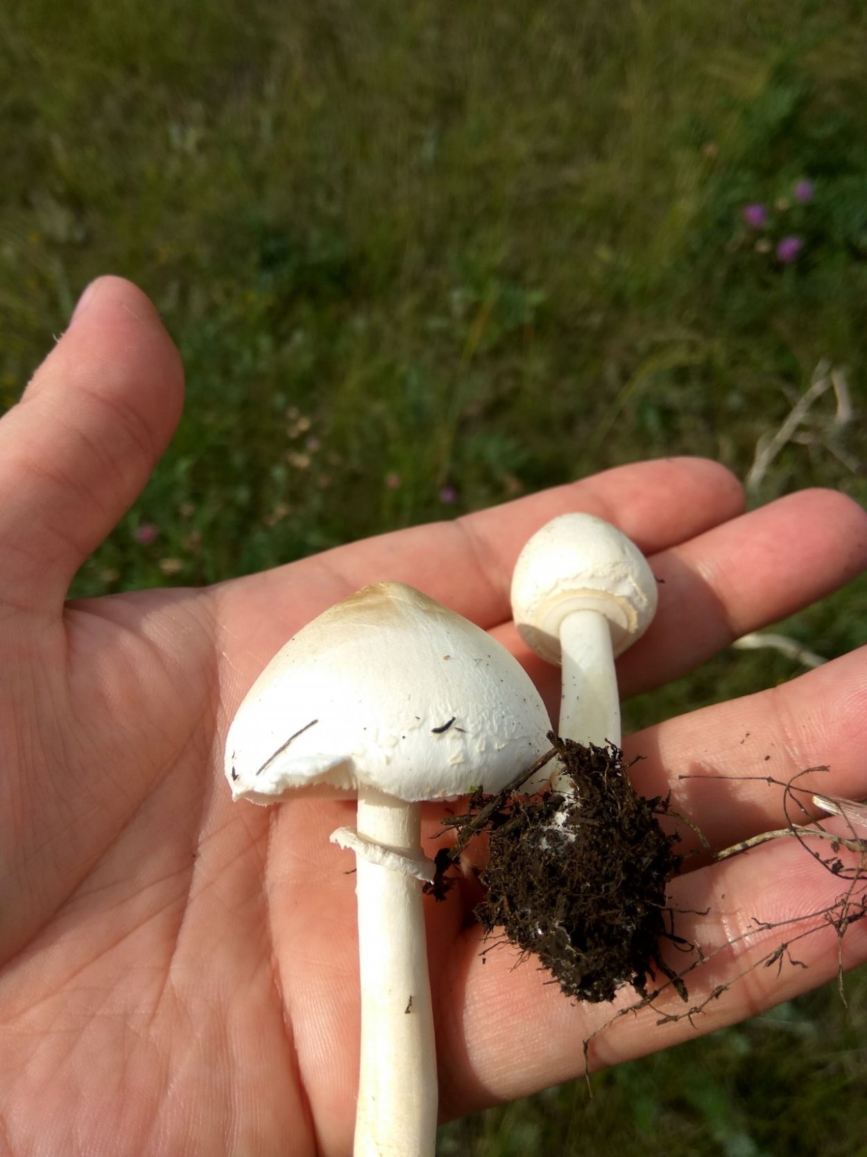 Белошампиньон американский