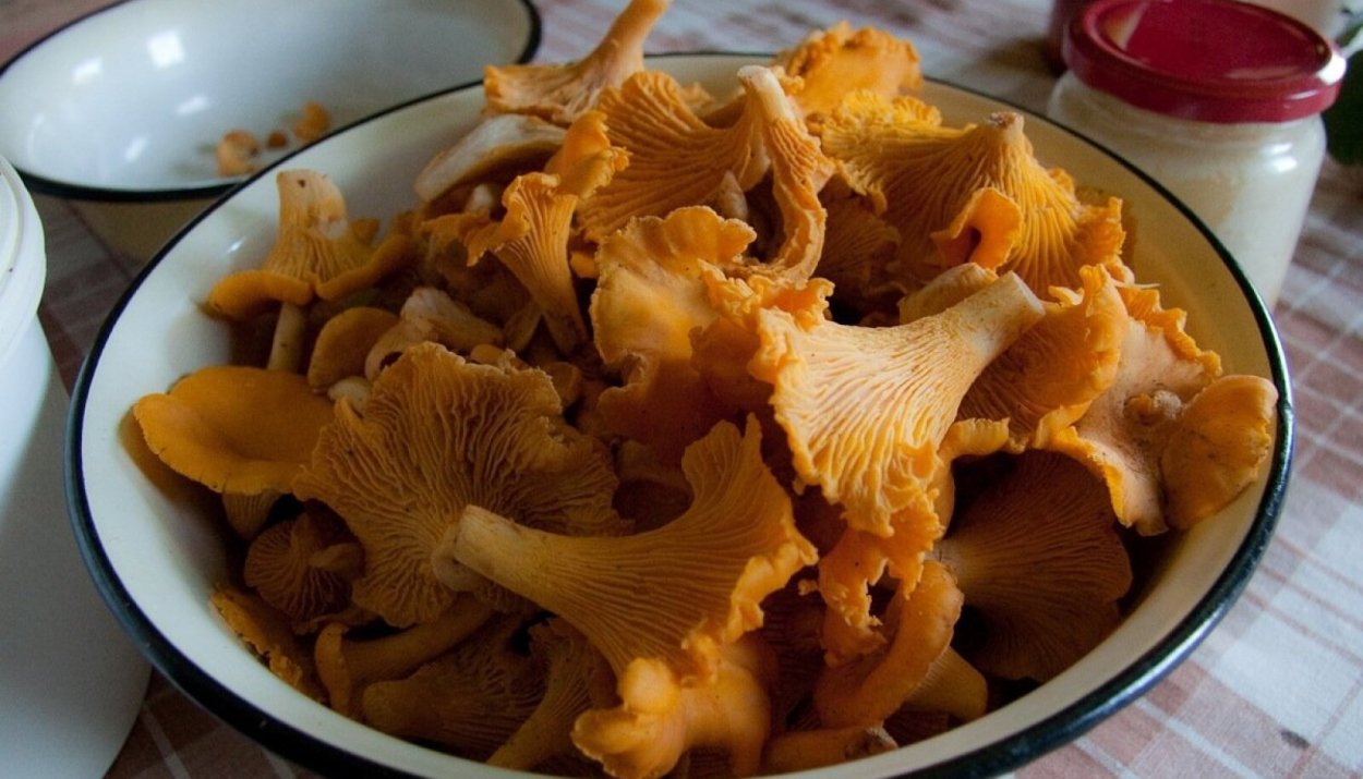 Омфалот маслиновый