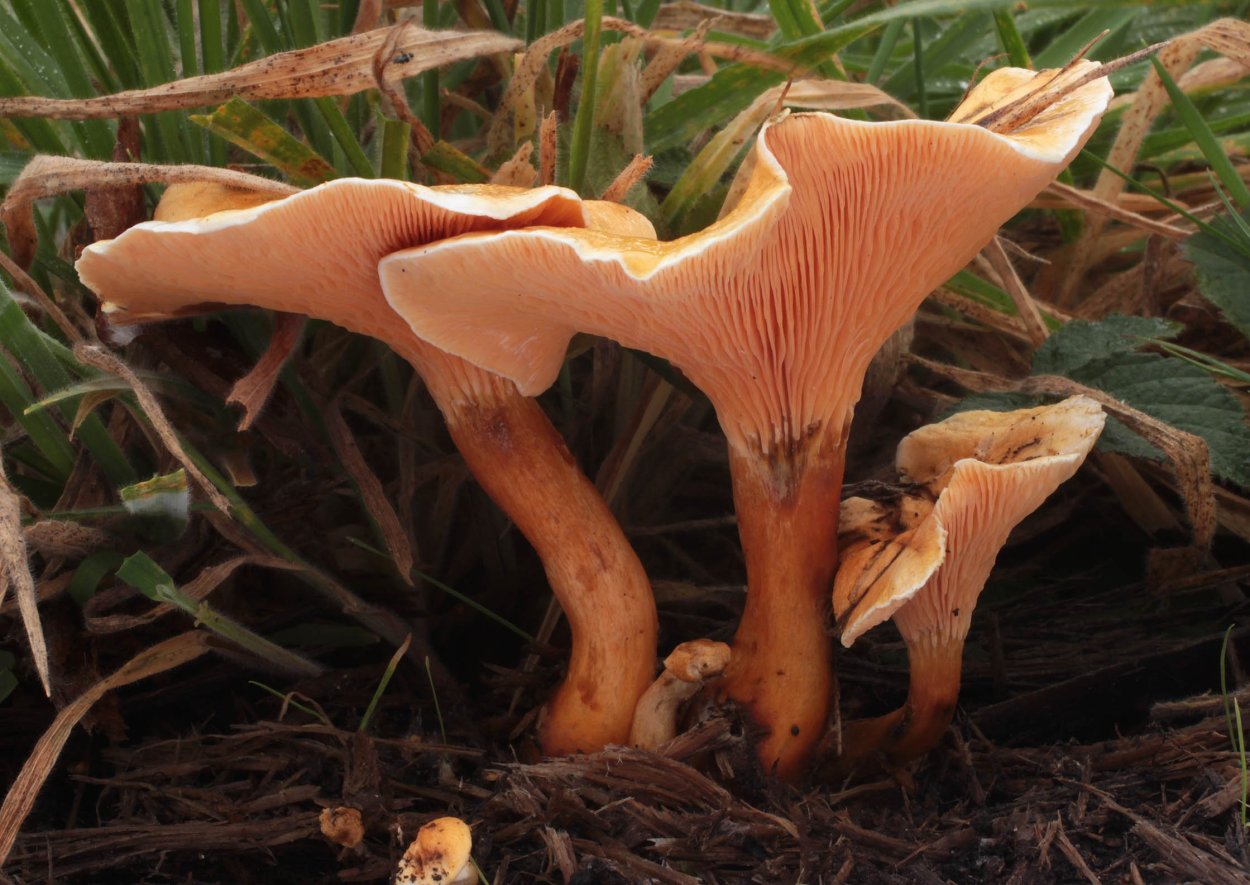 Лисичка ложная Hygrophoropsis aurantiaca