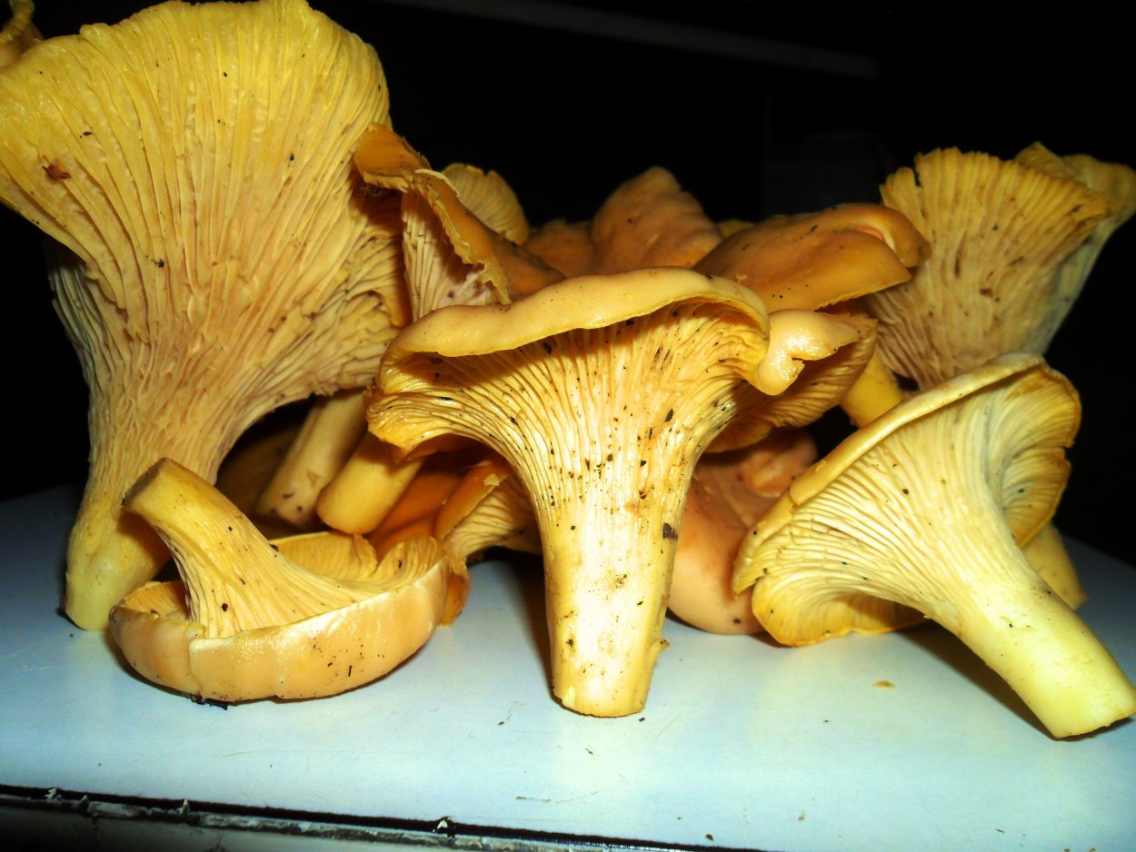 Лисичка киноварно-красная