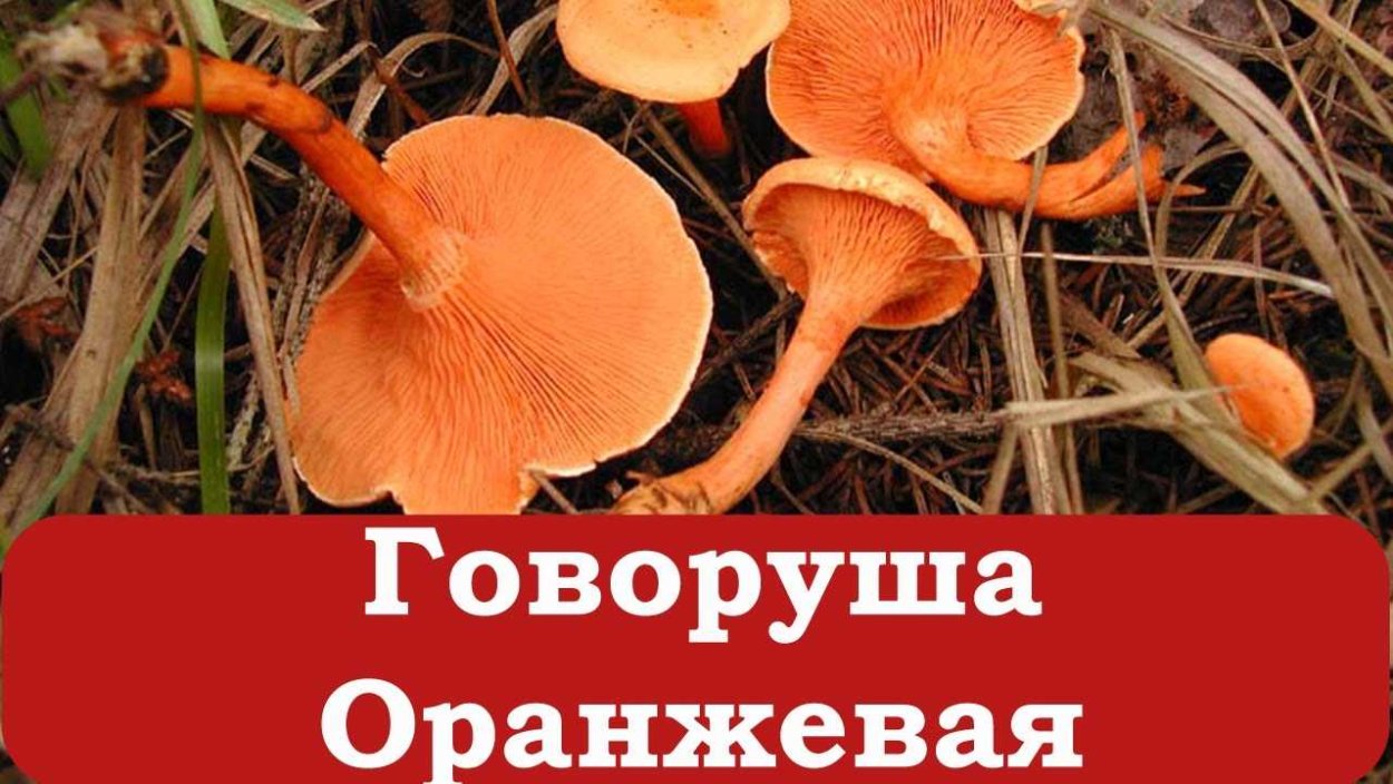 Лже лисички грибы