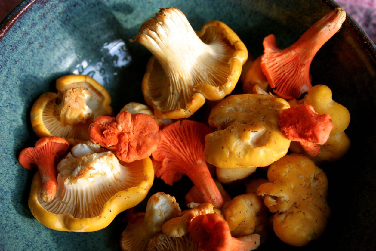 Лисичка обыкновенная гриб