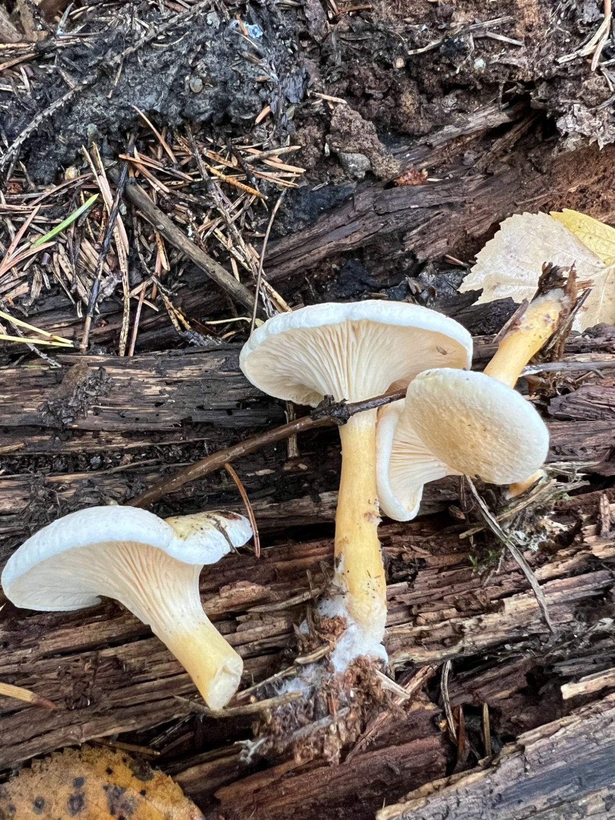 Гриб Лисичка для начинающих