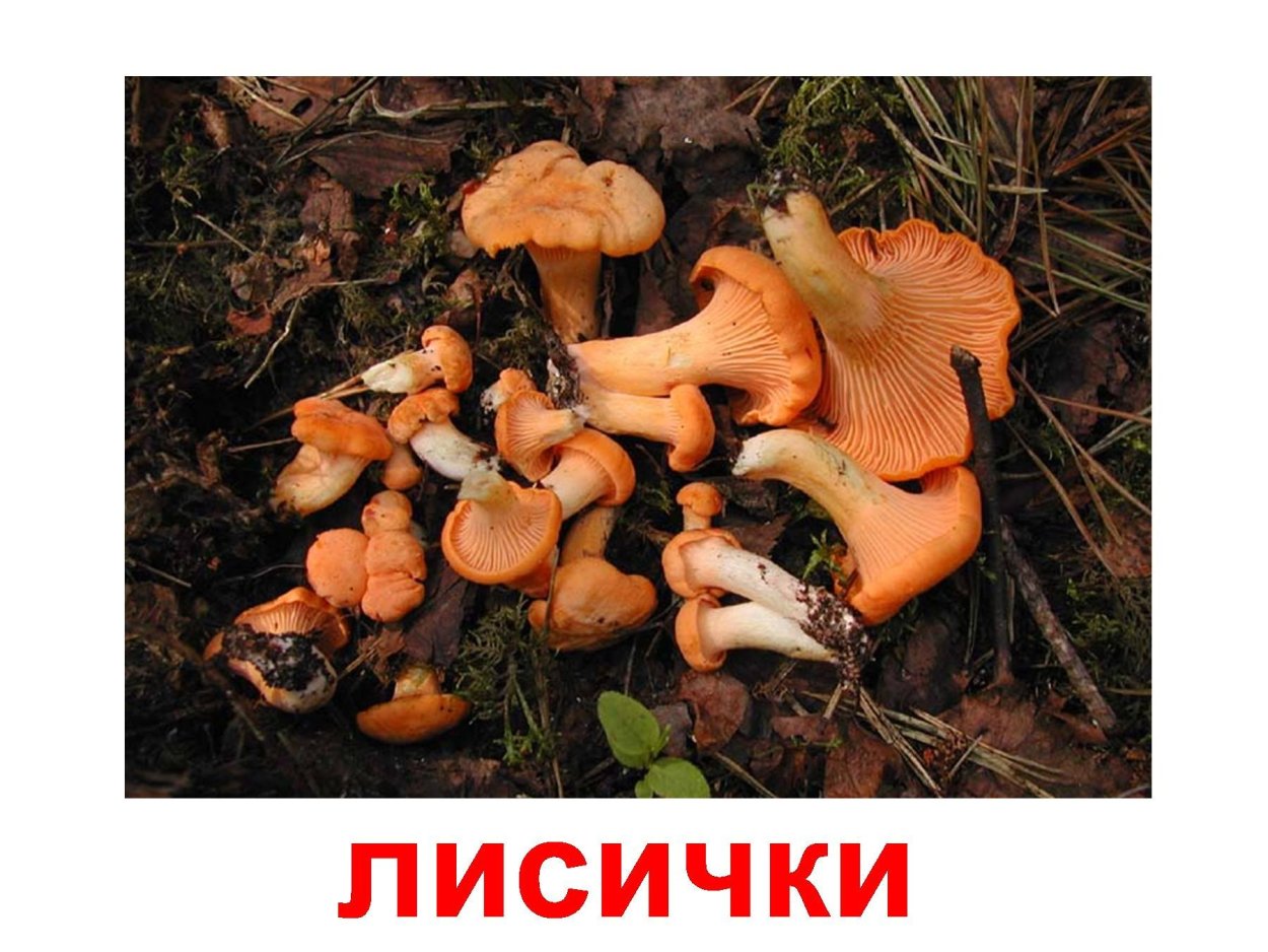 Лже лисички грибы