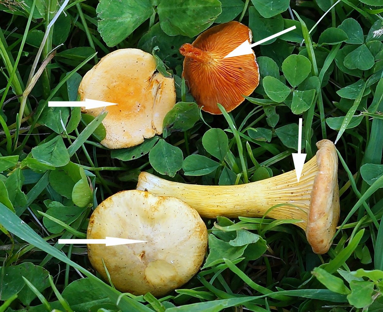 Ежовик ложная Лисичка