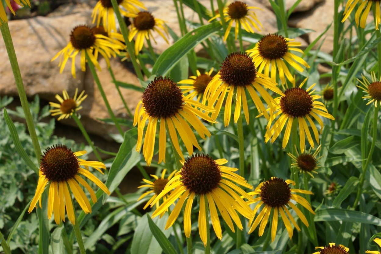 Эхинацея странная (Echinacea paradoxa)