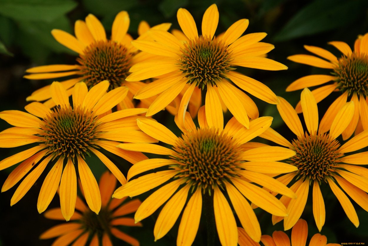 Эхинацея желтая цветок