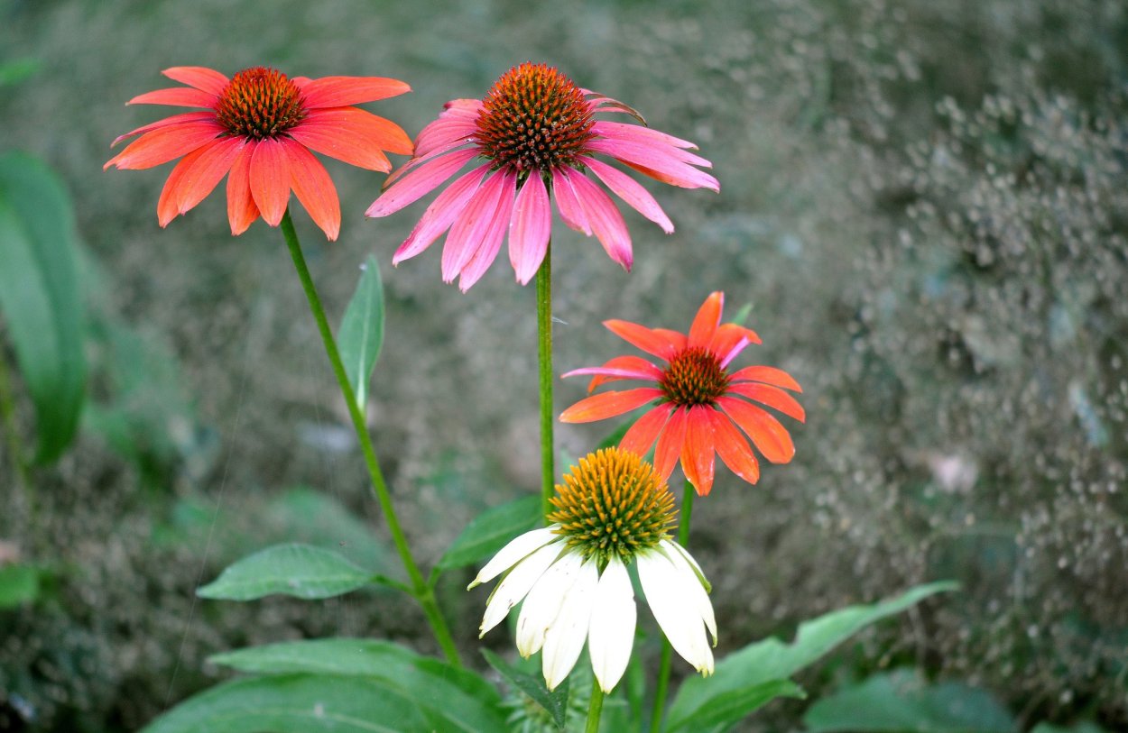 Эхинацея синяя