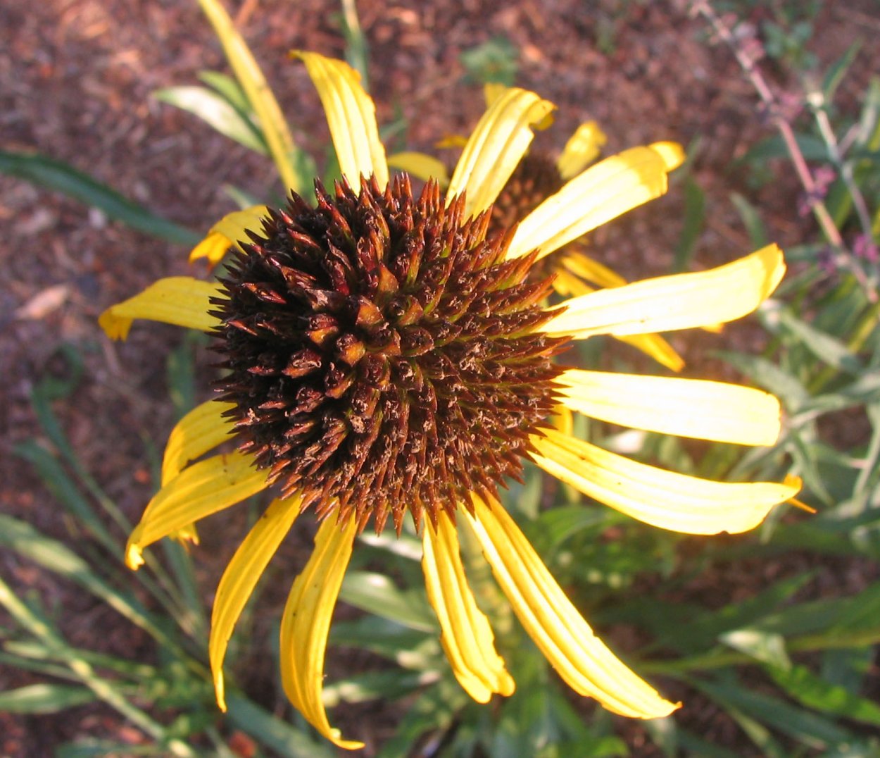Echinacea paradoxa