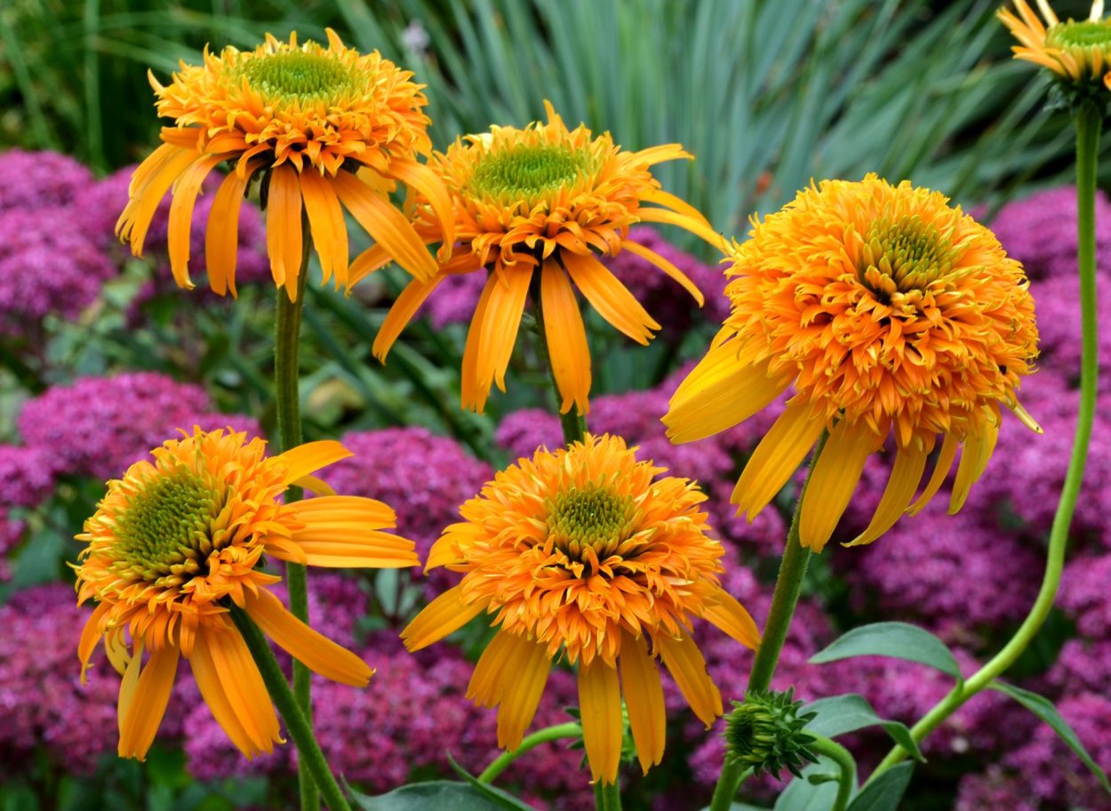 Эхинацея Secret Glow