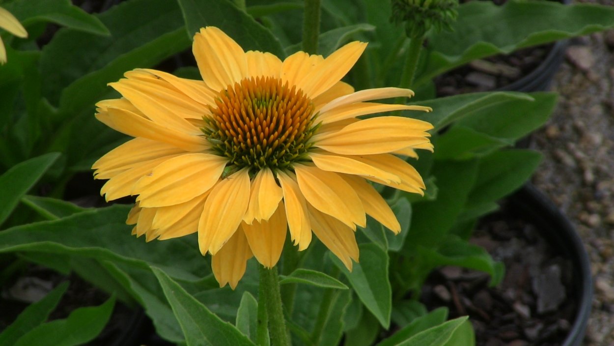 Echinacea Aloha