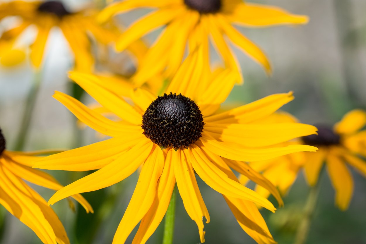 Эхинацея Yellow Yellow цветение