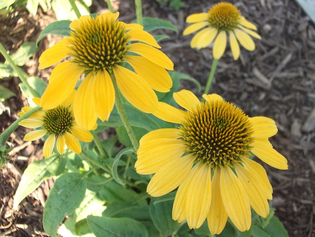 Эхинацея Echinacea sombrero Sandy Yellow
