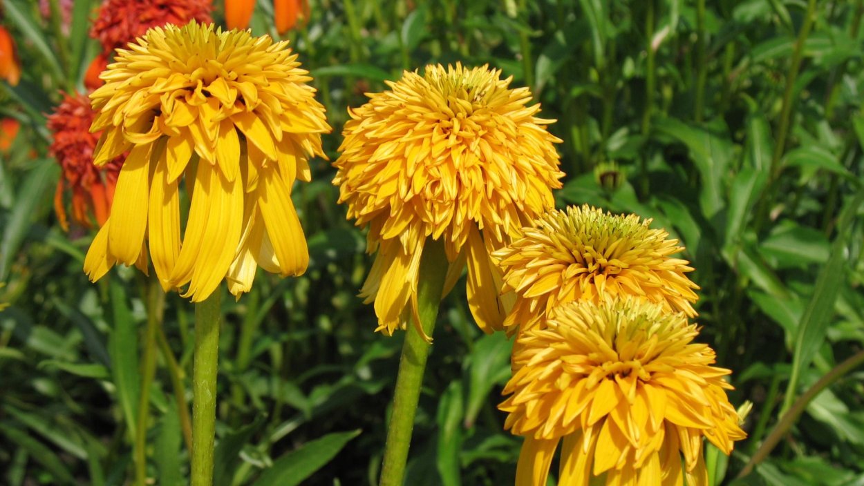 Эхинацея пайнэппл Сандае