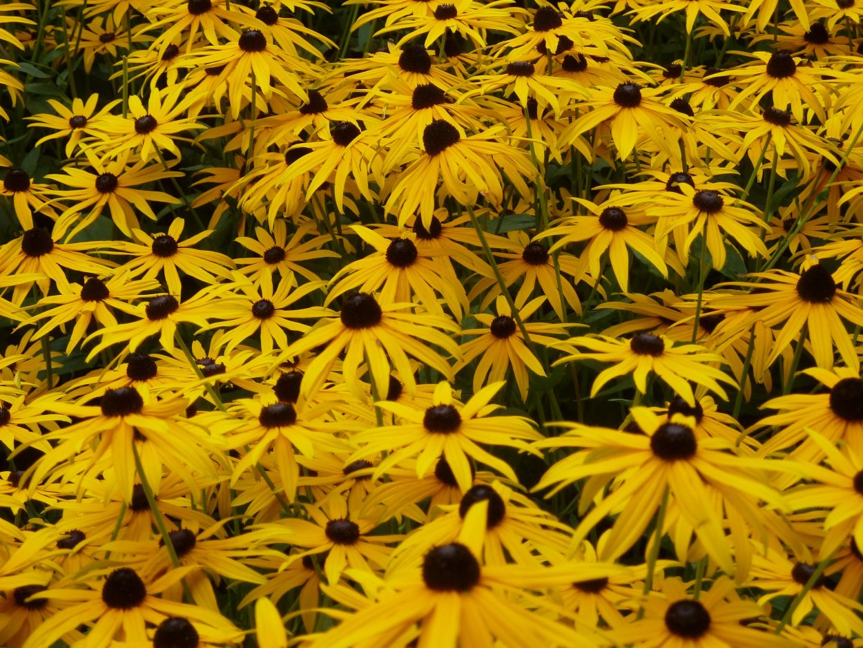 Yellow Coneflower