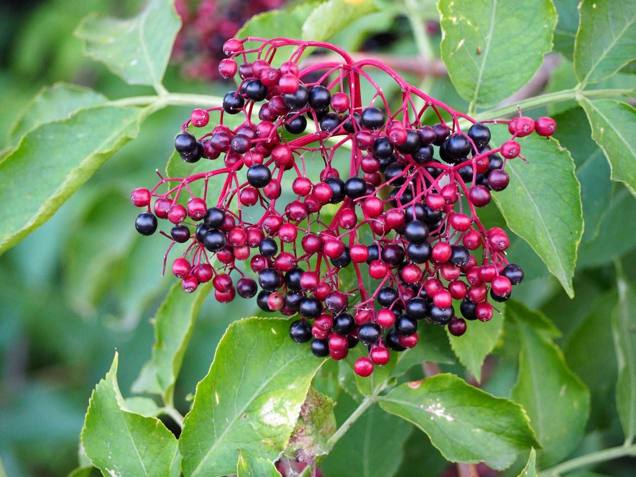 Бузина (Sambucus)