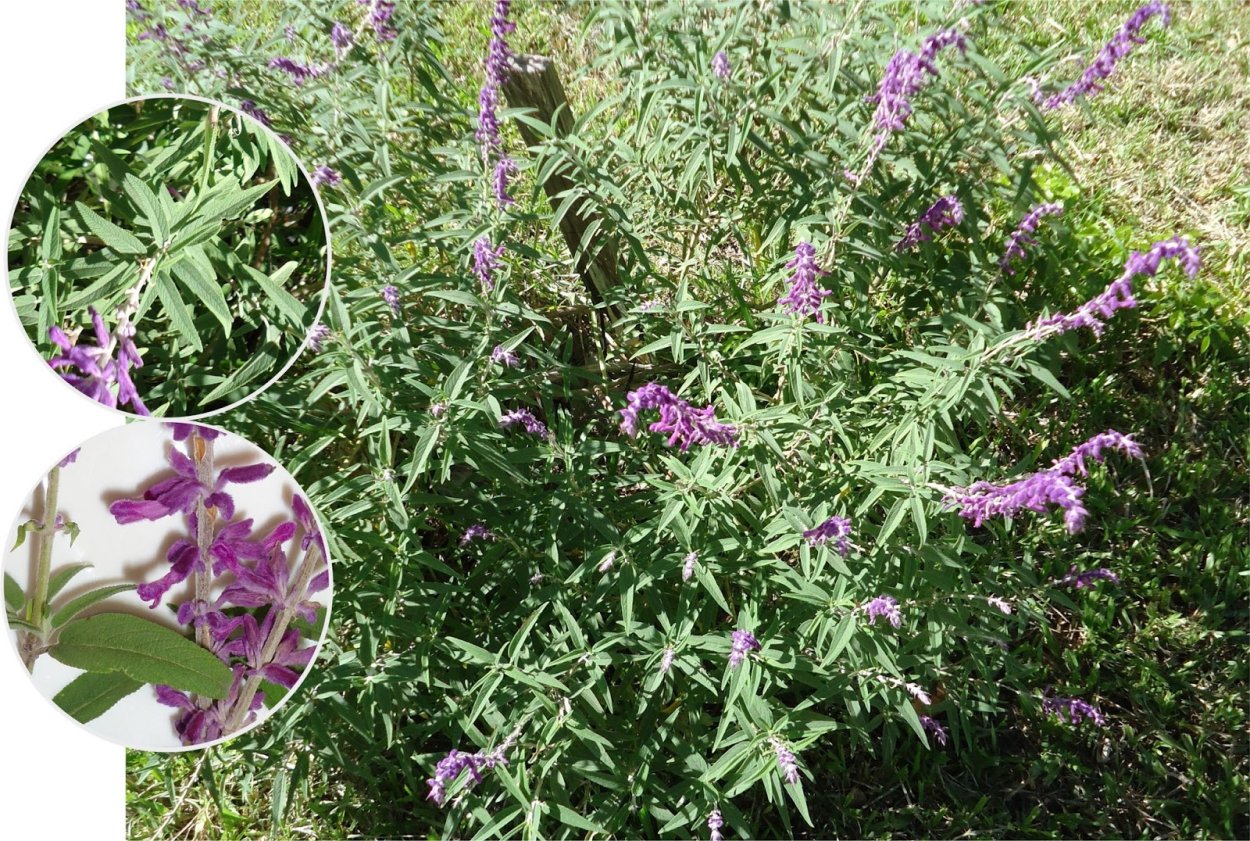 Шалфей Salvia Divinorum