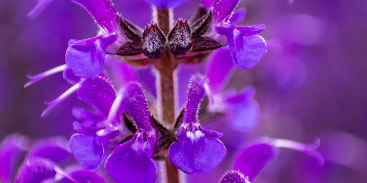 Salvia Divinorum семена