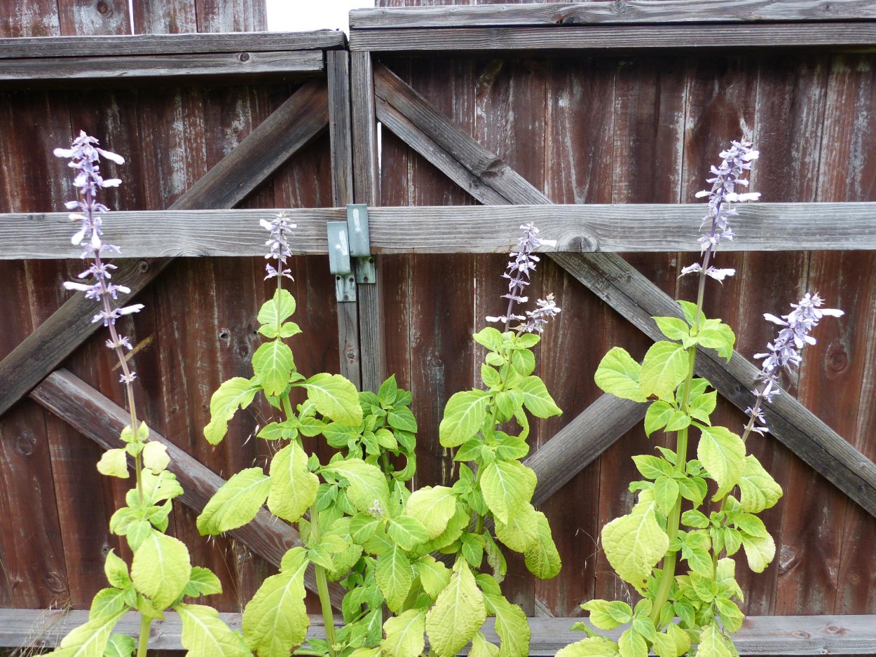 Цветы Сальвия