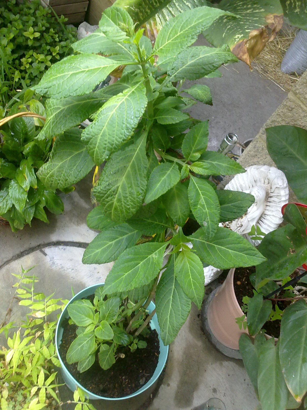 Сальвия Дубравная Карадонна