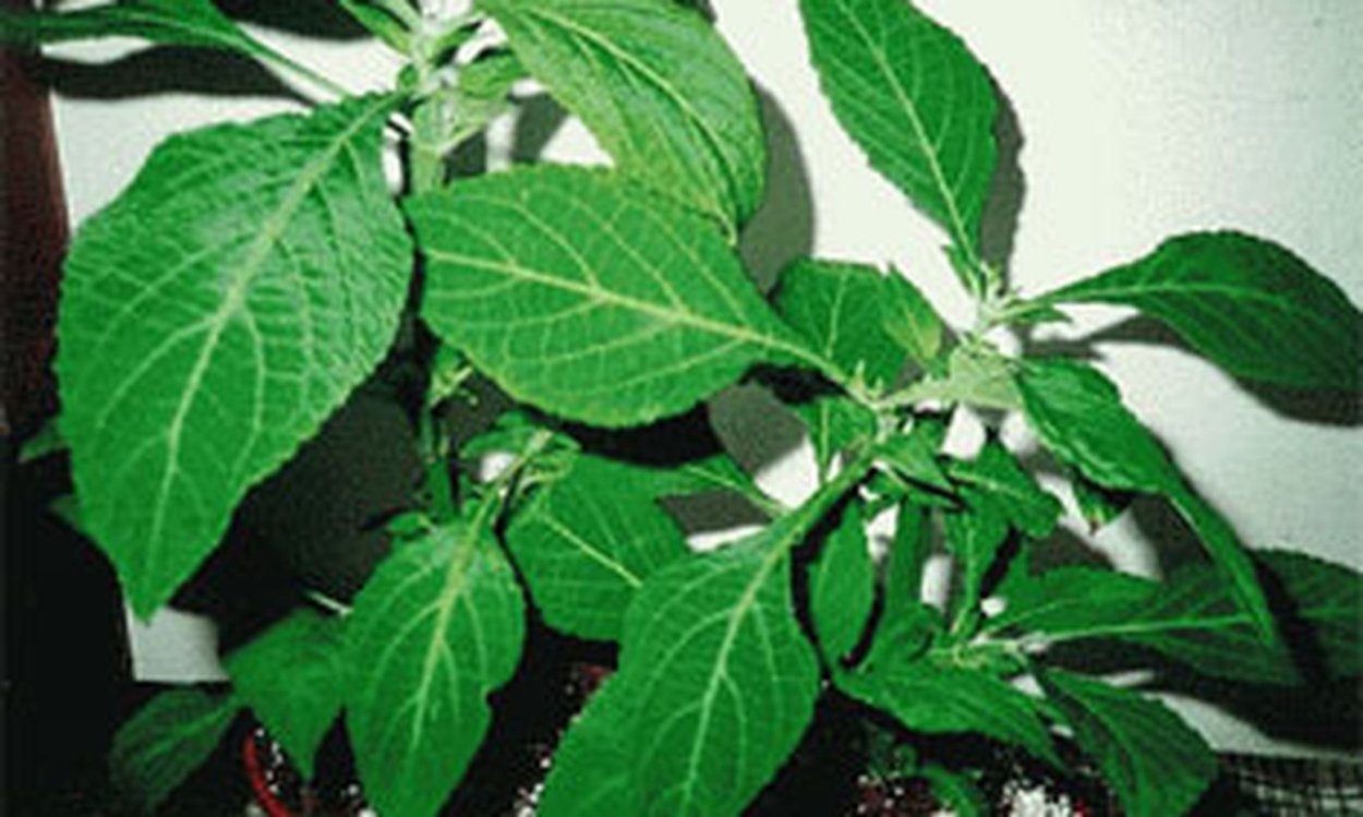 Шалфей шаманов