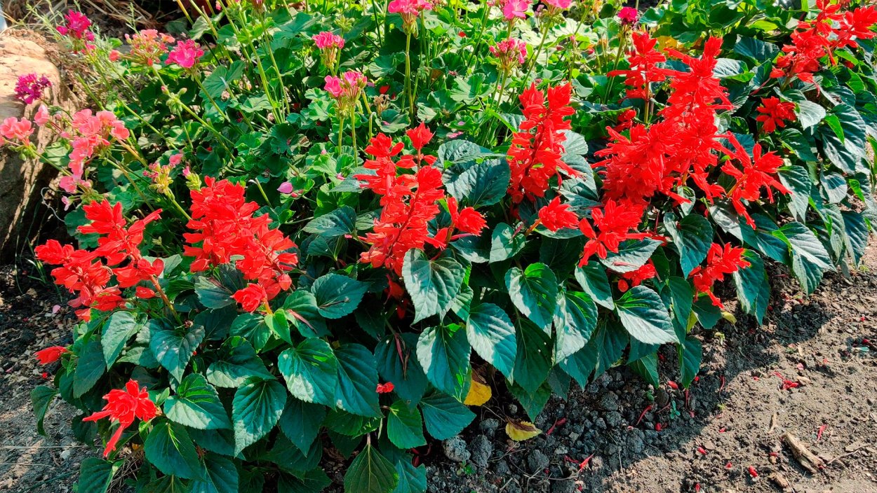 Шалфей Луговой