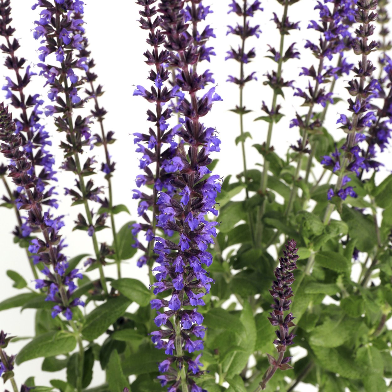 Шалфей мучнистый Evolution Violet