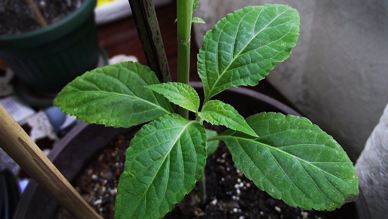 Шалфей Эфиопский