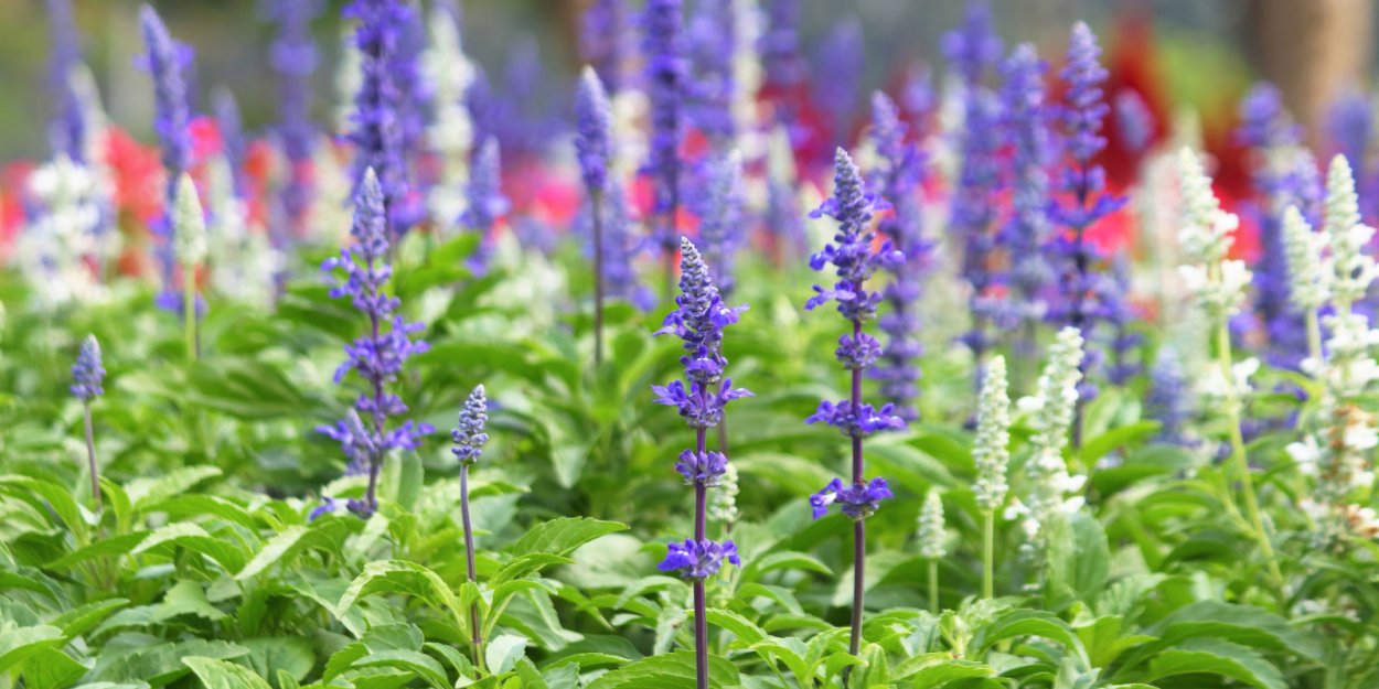 Шалфей Дубравный 'Mainacht'