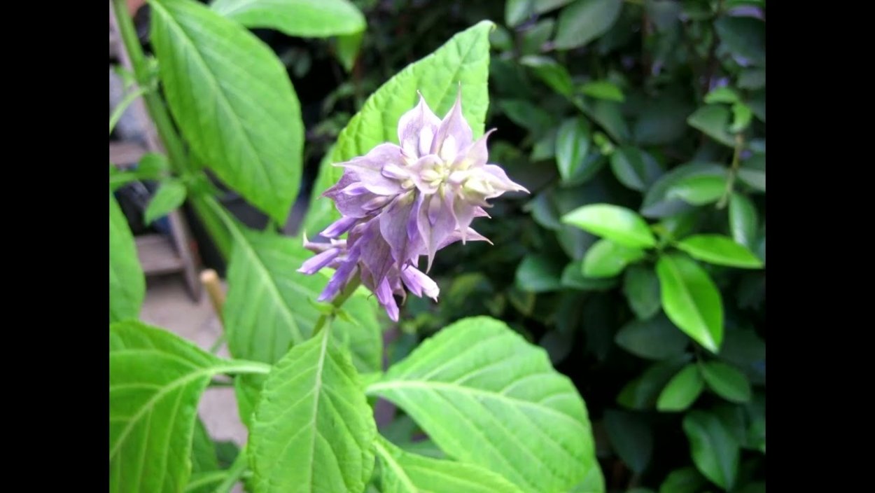 Инди КИД хиппи живопись