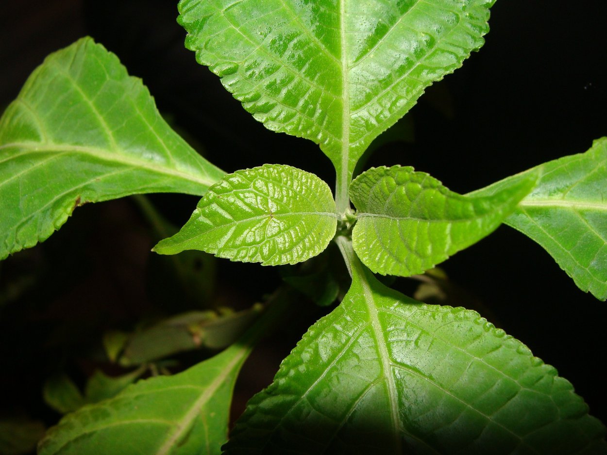 Шалфей фиолетовый 15 см