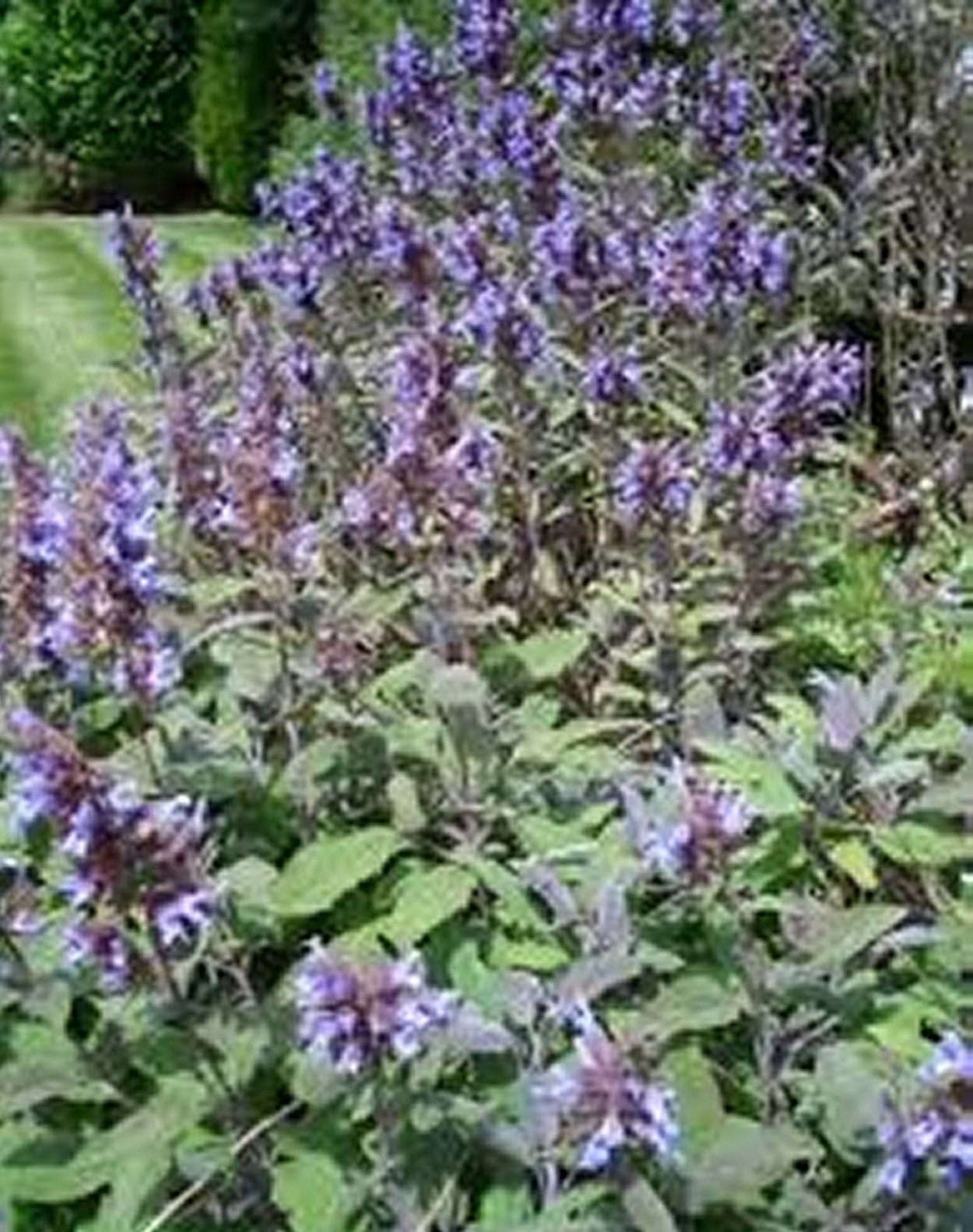 Сальвия мучнистая Виктория Блу