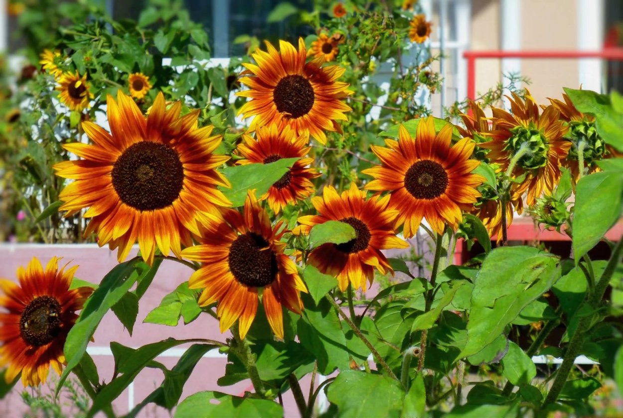 Подсолнечник декоративный Стромболи оранж