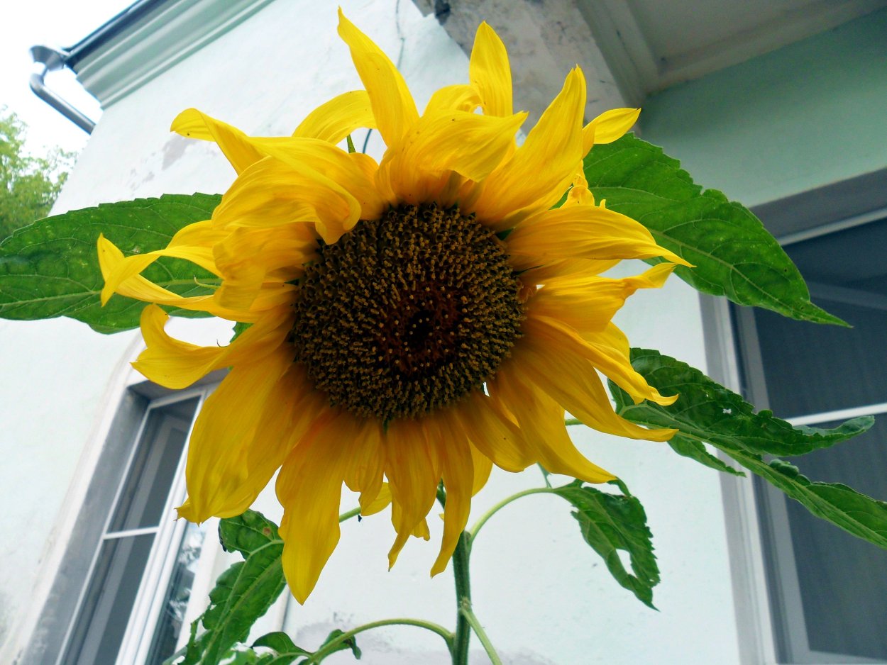 Подсолнечник масляничный