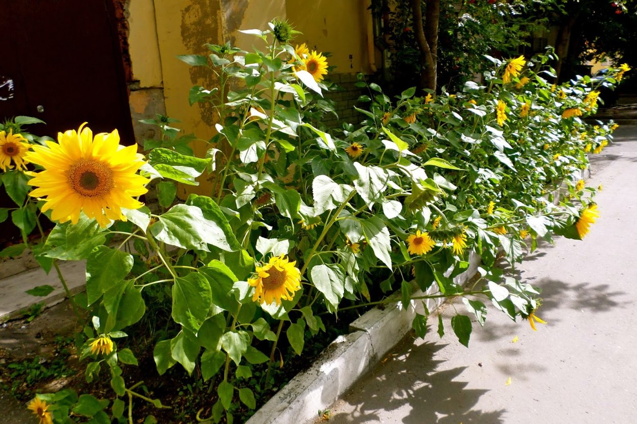 Подсолнух Гелиантус семена