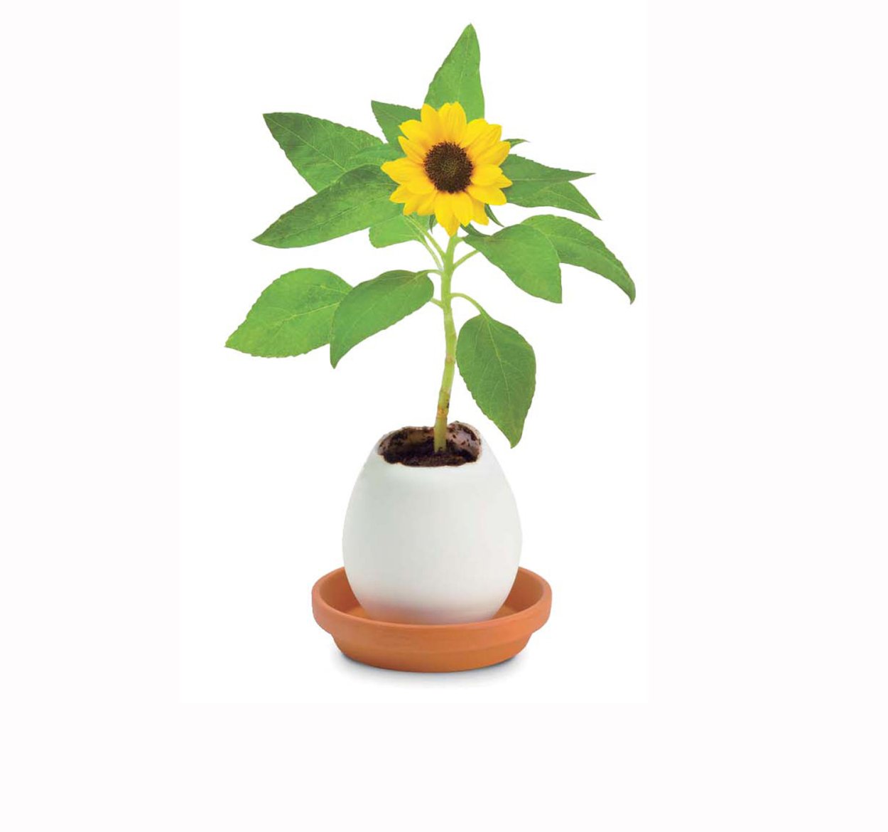 Подсолнечник однолетний Бамбино